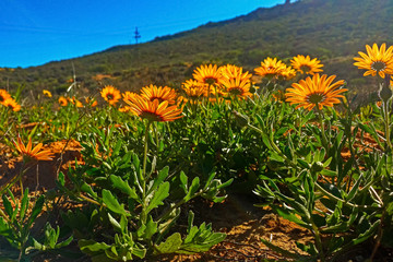 Daisy spring wildflowers lit up by sun