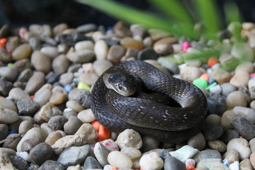 snake on the ground