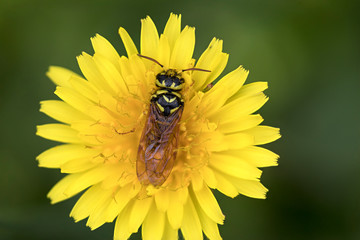 Wasp Hymenoptera insect on top of dandelion flower