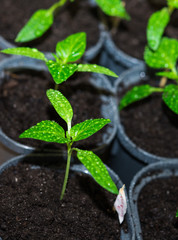Pepper Sprouts with Drops of Water on Leaves. Spring Seedlings of Bell Pepper in Pots. Young Shoots of Peppers Grown from Seed at Home