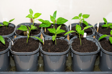 Pepper Sprouts with Drops of Water on Leaves. Spring Seedlings of Bell Pepper in Pots. Young Shoots of Peppers Grown from Seed at Home