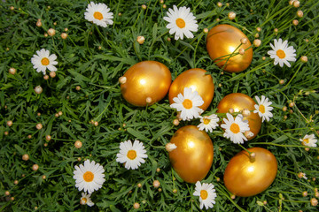 Golden easter eggs on grass with daisies. Celebrating spring holidays. Nature holiday background.