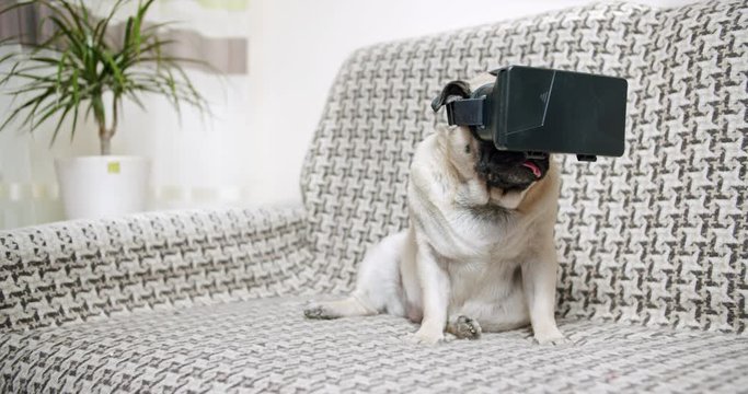 Funny cute pug dog using a virtual reality headset. Pug dog wearing virtual reality glasses. Pet in VR