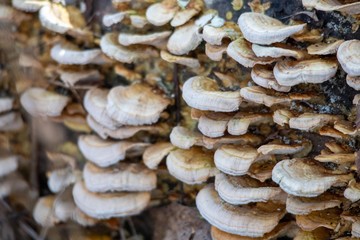 White and orange fungi