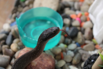 snake with tongue out