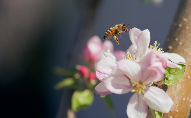 Close up of apple bloom, spring  - 337843094