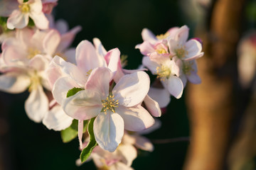 Fototapeta na wymiar Close up of apple bloom, spring 