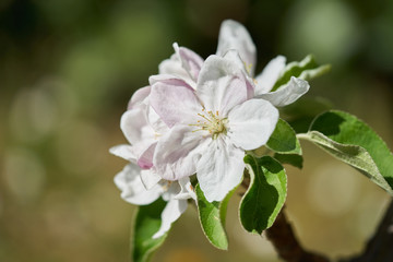 Close up of apple bloom