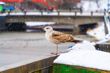 Close up of seagull resting in the snow on a snowy winter day, copy space   Winter time and snowfall in Riga ,Latvia (series)