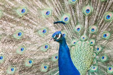 Fototapeta na wymiar peacock with its magnificent tail opened wide