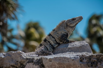 
Typical reptile of the Mayan culture