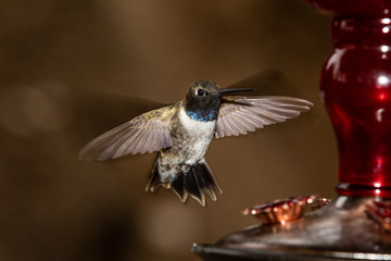 hummingbird in flight