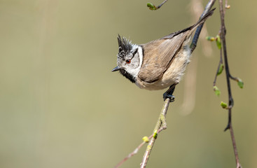 Crested tit (Lophophanes cristatus) close up