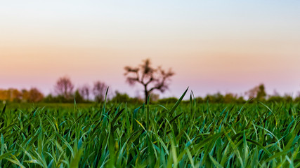Fototapeta premium Beautiful sunset landscape - tree, green field and colorful sky. 