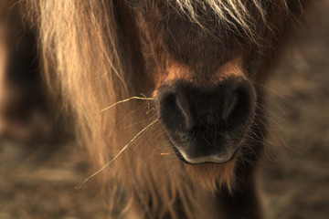 Close up of horse nose