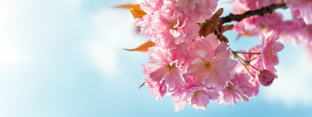 Sakura flowers, cherry blossom