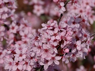 Pink plum blossoms