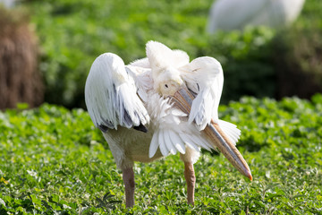 white pelican oiling its fethers