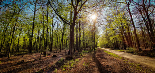 Beautiful green forest trail with sun shining through