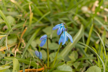 early spring in the spring forest