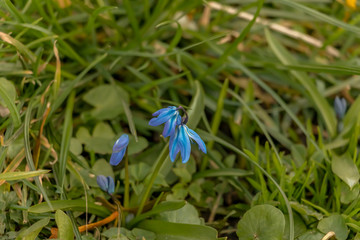 early spring in the spring forest