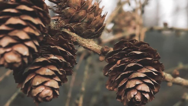 Close up of brown pinecones / pine cones hanging on a tree / branch in the forest with birds chirping sound