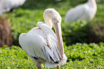 white pelican oiling its fethers
