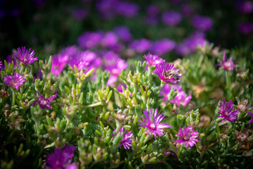 purple crocus flowers