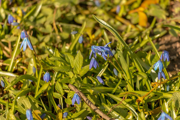 early spring in the spring forest