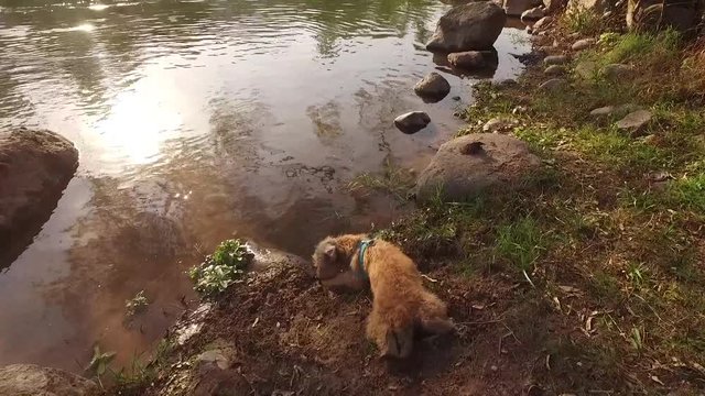 perro cachorro en rio tomando agua