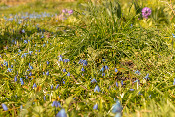 early spring in the spring forest