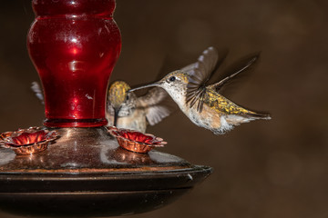 hummingbird hovering
