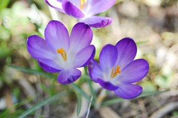 Crocus Vernus nel mio giardino. Croco con petali dal colore viola. Foto macro.