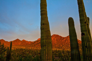 Saguaro Cactus (Carnegiea gigantea)  Cover Amole Peak on  The Valley View Overlook Trail, Saguaro...