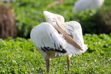 white pelican oiling its fethers