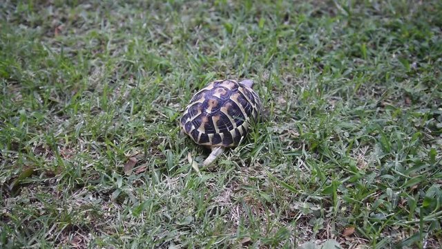 land turtle walking on the grass