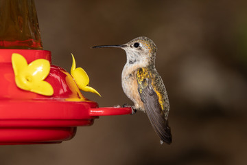 hummingbird