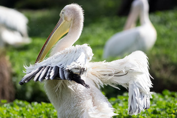 white pelican oiling its fethers