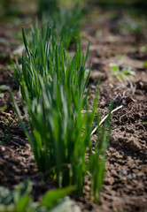 spring flowers bloom and grow