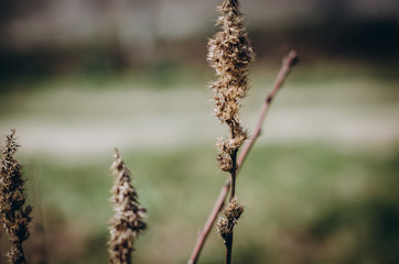 dry grass in the wind