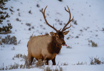 Naklejka na ściany i meble Bull Elk in Wintertime