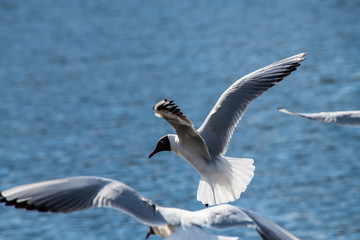 Seagull fly water spring nature lake birds sunny day light