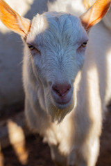 Obraz premium Goat breeding. A young male Goat in a cattle pen. The farming of livestock.