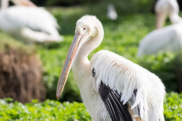 white pelican oiling its fethers