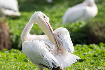 white pelican oiling its fethers