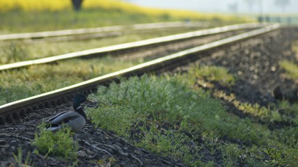 railway in the countryside