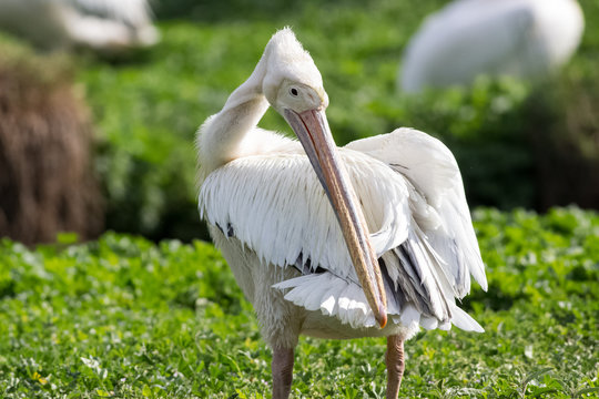 white pelican oiling its fethers