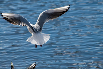 Fototapeta na wymiar Seagull fly water spring nature lake birds sunny day light