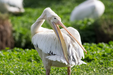 white pelican oiling its fethers
