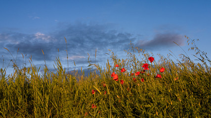 Sky above the meadow with red flowers